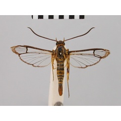 /filer/webapps/moths/media/images/F/flavipectus_Synanthedon_HT_BMNH.jpg