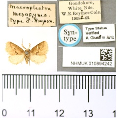 /filer/webapps/moths/media/images/M/mesocyma_Macroplectra_STM_BMNH.jpg