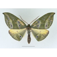 /filer/webapps/moths/media/images/M/meridionalis_Hypochrosis_AF_TMSA.jpg