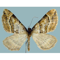 /filer/webapps/moths/media/images/A/aurisquamaria_Entephria_AM_ZSMa.jpg