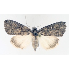 /filer/webapps/moths/media/images/A/abrostoloides_Proconis_AF_TMSA_02.jpg