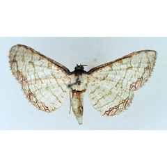 /filer/webapps/moths/media/images/S/serraticornis_Rhodoneura_AF_TMSA.jpg
