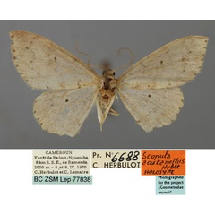 /filer/webapps/moths/media/images/A/acutanellus_Scopula_HT_ZSM_01.jpg