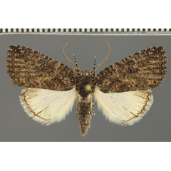 /filer/webapps/moths/media/images/E/erygidia_Prionofrontia_A_Fiebig.jpg