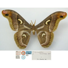 /filer/webapps/moths/media/images/B/brunnea_Drepanoptera_STM_NHMUKa.jpg