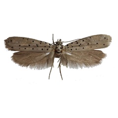 /filer/webapps/moths/media/images/I/ingens_Yponomeuta_AM_Agassiz.jpg