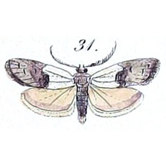 /filer/webapps/moths/media/images/C/capensis_Penestoglossa_HT_Felder_1871_39-31.jpg