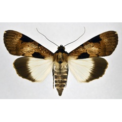/filer/webapps/moths/media/images/M/melaleuca_Audea_A_NHMO_01.jpg