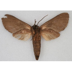 /filer/webapps/moths/media/images/C/chapini_Metarctia_HT_AMNH_02.jpg