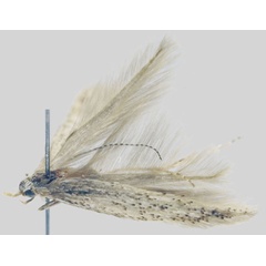 /filer/webapps/moths/media/images/I/intricata_Coleophora_HT_ZMHB.jpg