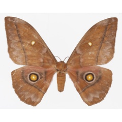 /filer/webapps/moths/media/images/A/anthina_Gonimbrasia_AF_Basquina.jpg