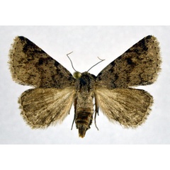 /filer/webapps/moths/media/images/T/tritonia_Metachrostis_AM_NHMO.jpg