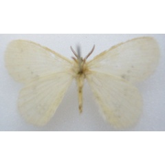 /filer/webapps/moths/media/images/O/opalina_Chrysopoloma_STM_NHMUKb.jpg