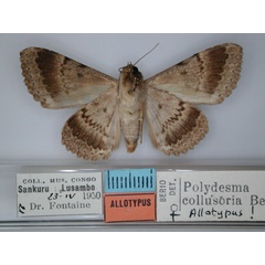 /filer/webapps/moths/media/images/C/collusoria_Polydesma_AT_RMCA_02.jpg