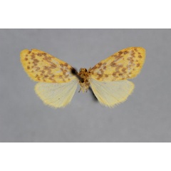 /filer/webapps/moths/media/images/G/gabunica_Asura_PT_BMNH.jpg