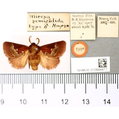 /filer/webapps/moths/media/images/S/semicalida_Miresa_ST_BMNH.jpg