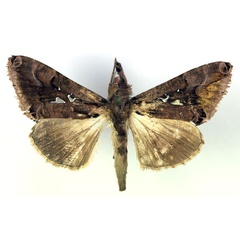 /filer/webapps/moths/media/images/T/thaumasia_Plusiopalpa_A_RMCA.jpg