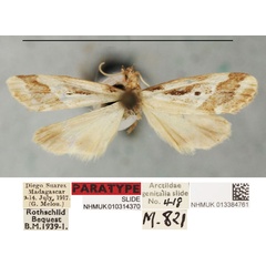/filer/webapps/moths/media/images/F/fletcheri_Philenora_PT_NHMUKa.jpg