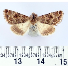 /filer/webapps/moths/media/images/K/kneuckeri_Acrobyla_AF_BMNH.jpg