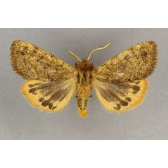 /filer/webapps/moths/media/images/M/metamelaena_Carcinarctia_AM_BMNH.jpg