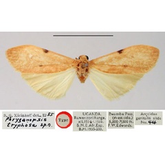 /filer/webapps/moths/media/images/T/tryphosa_Phryganopsis_HT_BMNH.jpg