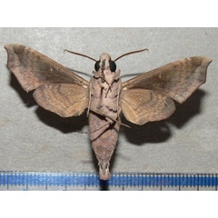 /filer/webapps/moths/media/images/S/sardanus_Temnora_A_Goff_02.jpg