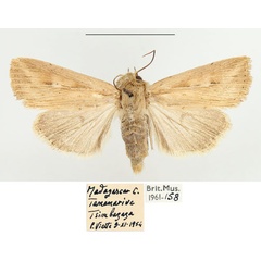 /filer/webapps/moths/media/images/T/torrentium_Vietteania_AF_BMNH.jpg