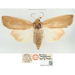 /filer/webapps/moths/media/images/L/longipennis_Borolia_HT_BMNH.jpg
