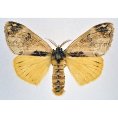 /filer/webapps/moths/media/images/L/libyra_Hemerophanes_AF_NHMO.jpg