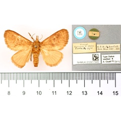 /filer/webapps/moths/media/images/U/unicolora_Miresa_STF_BMNH.jpg