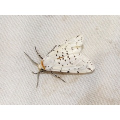 /filer/webapps/moths/media/images/P/punctulatum_Micralarctia_A_Goff_01.jpg