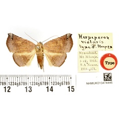 /filer/webapps/moths/media/images/V/violaris_Herpeperas_HT_BMNH.jpg