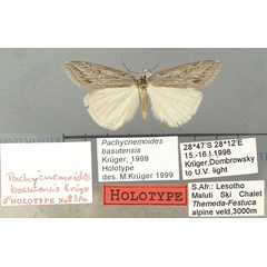 /filer/webapps/moths/media/images/B/basutensis_Pachycnemoides_HT_TMSA.jpg