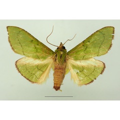 /filer/webapps/moths/media/images/V/victorialis_Triphassa_AM_Basquin.jpg