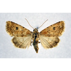 /filer/webapps/moths/media/images/C/confertissima_Heliocheilus_A_NHMO_01.jpg