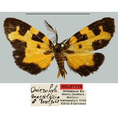 /filer/webapps/moths/media/images/M/macularia_Microhyle_HT_MNHN.jpg