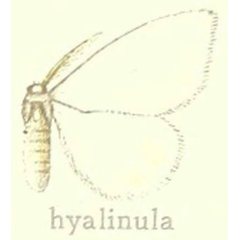 /filer/webapps/moths/media/images/H/hyalinula_Marblepsis_HT_Hering_28a.jpg