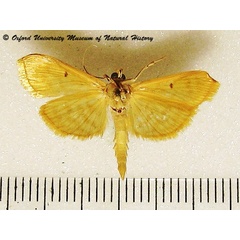 /filer/webapps/moths/media/images/O/obrinusalis_Notarcha_A_OUMNHb_01.jpg
