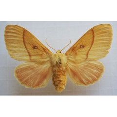 /filer/webapps/moths/media/images/G/grandis_Lasiocampa_AF_Stroehle.jpg