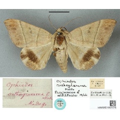 /filer/webapps/moths/media/images/O/orthogramma_Ophiodes_PLT_BMNH.jpg