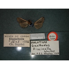 /filer/webapps/moths/media/images/F/fiscinella_Gnathodes_HT_RMCA_02.jpg