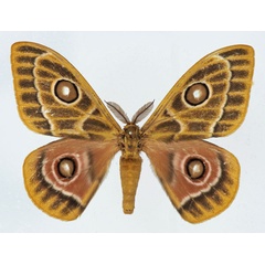 /filer/webapps/moths/media/images/Z/zaddachii_Bunaeopsis_AM_Basquin_01.jpg