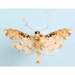 /filer/webapps/moths/media/images/R/rhodoneurialis_Furcivena_AM_CMNH_03b.jpg