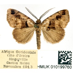 /filer/webapps/moths/media/images/I/inscripta_Marcipa_AM_BMNH.jpg