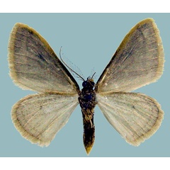 /filer/webapps/moths/media/images/P/palleuca_Scopula_AM_ZSMb.jpg