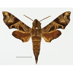 /filer/webapps/moths/media/images/S/scitula_Temnora_AM_Basquina.jpg