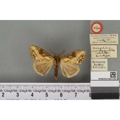 /filer/webapps/moths/media/images/M/melissograpta_Dasychira_HT_BMNHa.jpg