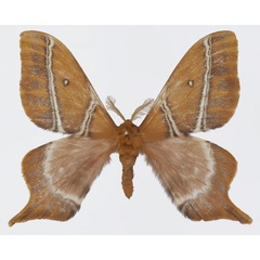 /filer/webapps/moths/media/images/N/nguruensis_Urota_AM_Basquin.jpg