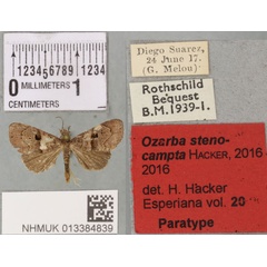 /filer/webapps/moths/media/images/S/stenocampta_Ozarba_PTM_BMNH_01a.jpg