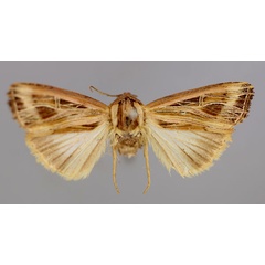 /filer/webapps/moths/media/images/P/phoenicraspis_Lepidodelta_A_RMCA_01.jpg
